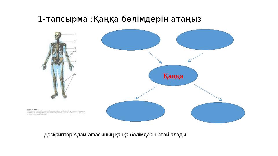 1-тапсырма :Қаңқа бөлімдерін атаңыз Дескриптор:Адам ағзасының қаңқа бөлімдерін атай алады Қаңқа
