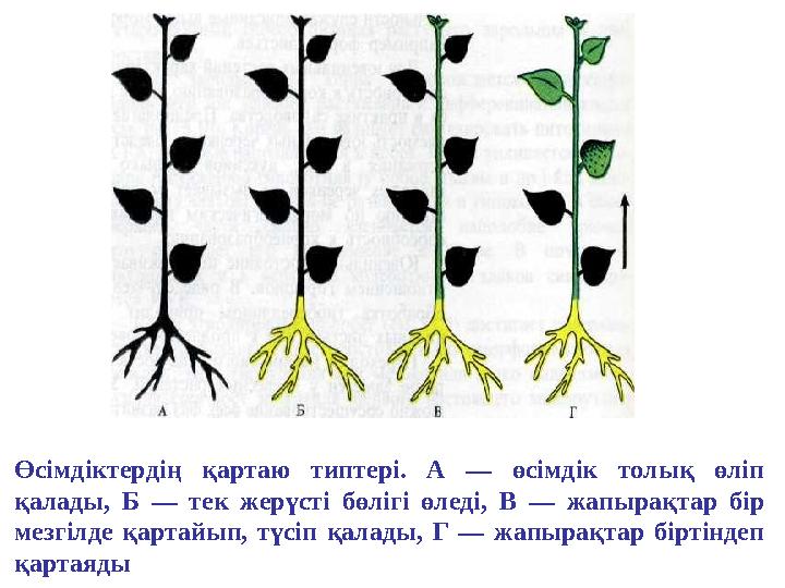 Өсімдіктердің қартаю типтері. А — өсімдік толық өліп қалады , Б — тек жерүсті бөлігі өледі, В — жапырақтар бір