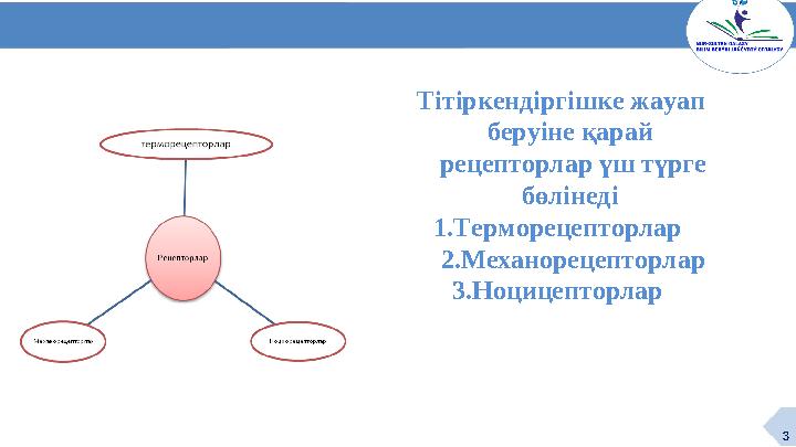 3 Т ітіркендіргішке жауап беруіне қарай рецепторлар үш түрге бөлінеді 1.Терморецепторлар 2.Механорецепторлар 3.Ноцицептор
