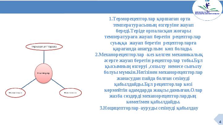 4 1.Терморецепторлар қоршаған орта температурасының өзгеруіне жауап береді.Теріде орналасқан жоғары температураға жауап бере