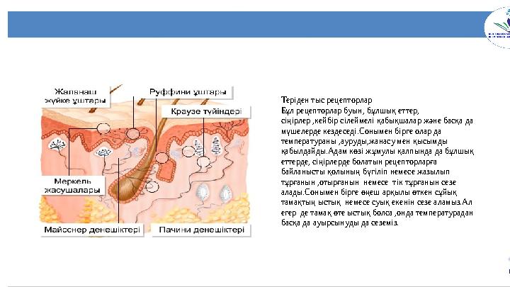 6Теріден тыс рецепторлар Бұл рецепторлар буын, бұлшық еттер, сіңірлер ,кейбір сілеймелі қабықшалар және басқа да мүшелерде кез