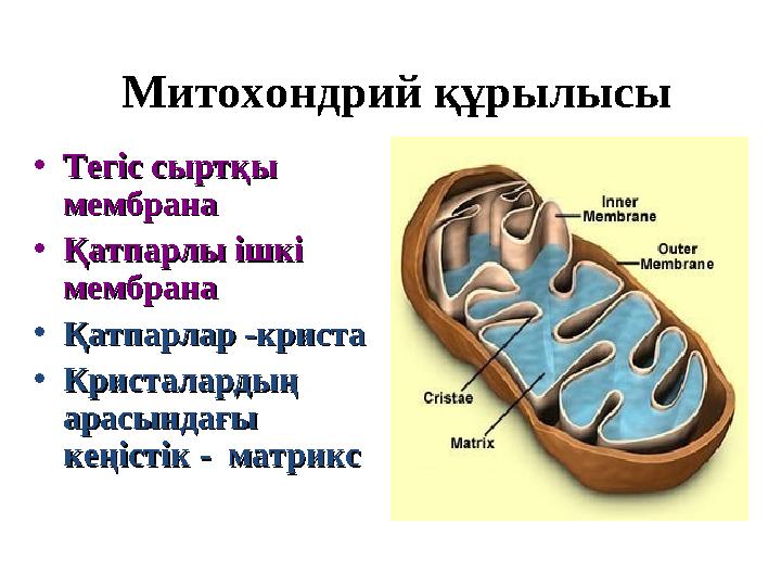 Митохондрий құрылысы • Тегіс сыртқы Тегіс сыртқы мембранамембрана • Қатпарлы ішкі Қатпарлы ішкі мембранамембрана • Қатпарлар -