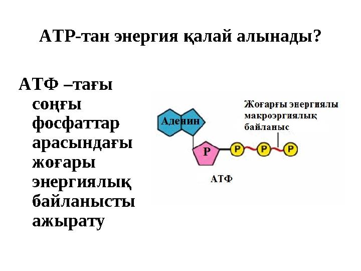 ATP -тан энергия қалай алынады ? АТФ –тағы соңғы фосфаттар арасындағы жоғары энергиялық байланысты ажырату