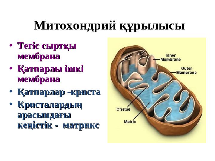 Митохондрий құрылысы •Тегіс сыртқы Тегіс сыртқы мембранамембрана •Қатпарлы ішкі Қатпарлы ішкі мембранамембрана •Қатпарлар -кри