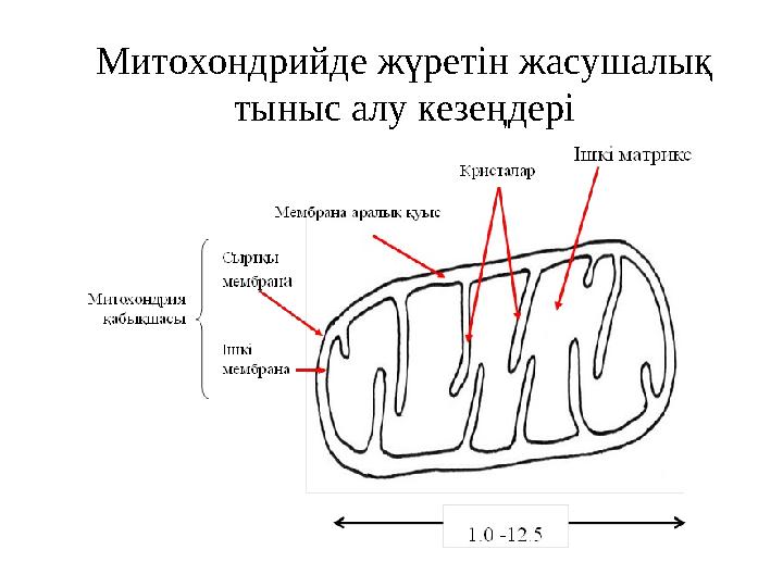 Митохондрийде жүретін жасушалық тыныс алу кезеңдері