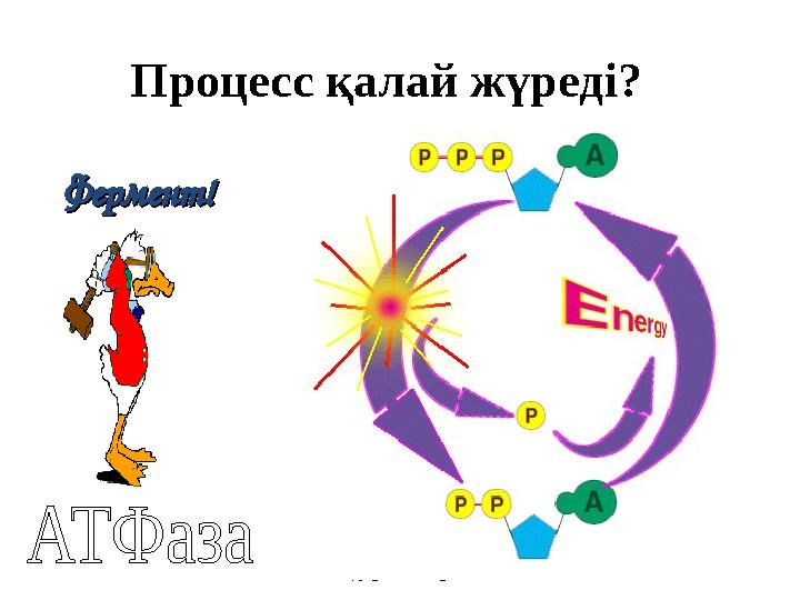 Процесс қалай жүреді? Copyright Cmassengale Фермент!Фермент!