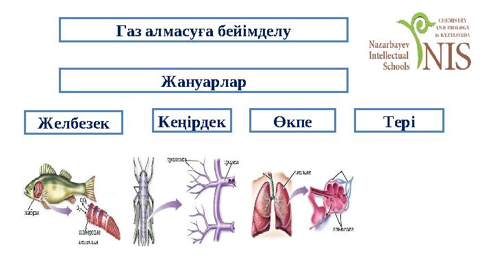 Газ алмасуға бейімделу Жануарлар КеңірдекЖелбезек Өкпе Тері