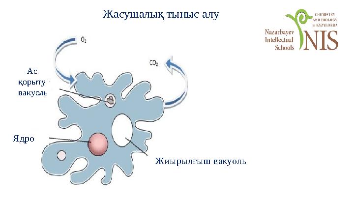 Жасушалық тыныс алу Жиырылғыш вакуоль Ас қорыту вакуоль Ядро