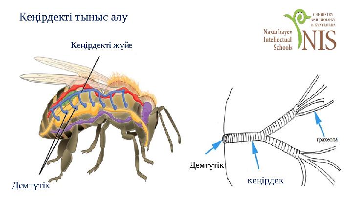 Кеңірдекті тыныс алу Демтүтік Кеңірдекті жүйе Демтүтік кеңірдек