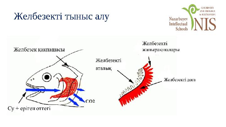 Желбезекті тыныс алу Желбезекті аталық