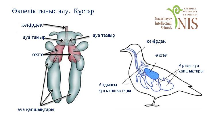 Өкпелік тыныс алу. Құстар кеңірдек ауа тамыр ауа тамыр өкпе ауа қапшықтары Артқы ауа қапшықтары өкпе Алдыңғы ауа қапшықтары к