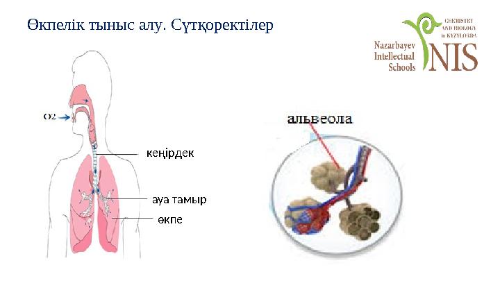 Өкпелік тыныс алу. Сүтқоректілер ауа тамыр кеңірдек өкпе