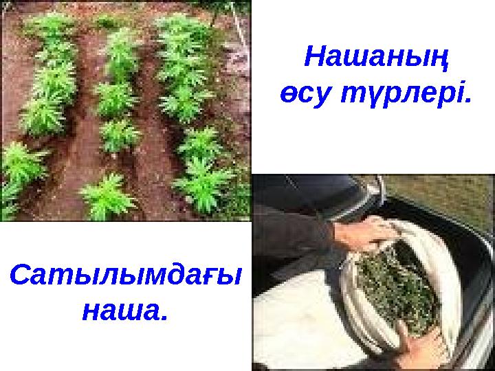 Нашаның өсу түрлері. Сатылымдағы наша.