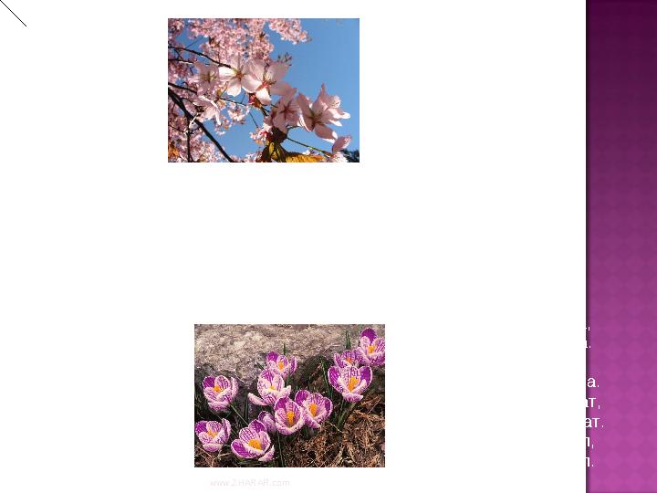 Наурыз тойы тамаша, Наурыз тойы жаңаша. Табиғат та тамаша, Тамылжып тұр жараса. Наурыз тойы салтанат, Наурыз тойы мархабат. Әр ж