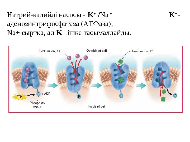 Натрий-калийлі насосы - K + / Na + K + - аденозинтрифосфатаза (АТФаза), Na+ сыртқа, ал K