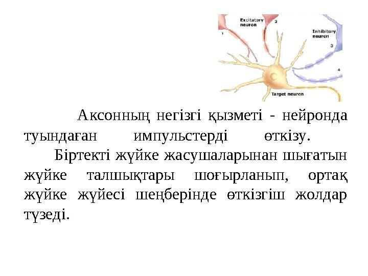 Аксонның негізгі қызметі - нейронда туындаған импульстерді өткізу. Біртекті жүйке жасушалары
