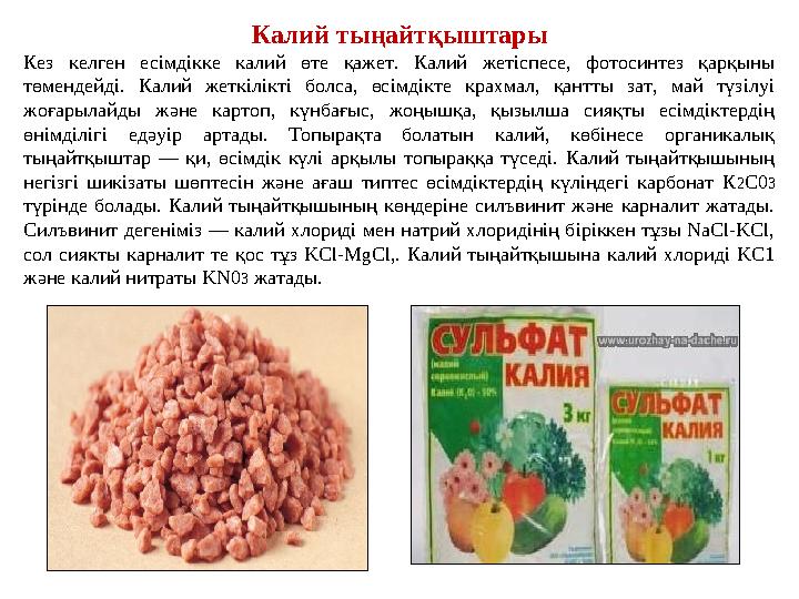 Калий тыңайтқыштары Кез келген есімдікке калий өте қажет. Калий жетіспесе, фотосинтез қарқыны төмендейді. Калий жетк