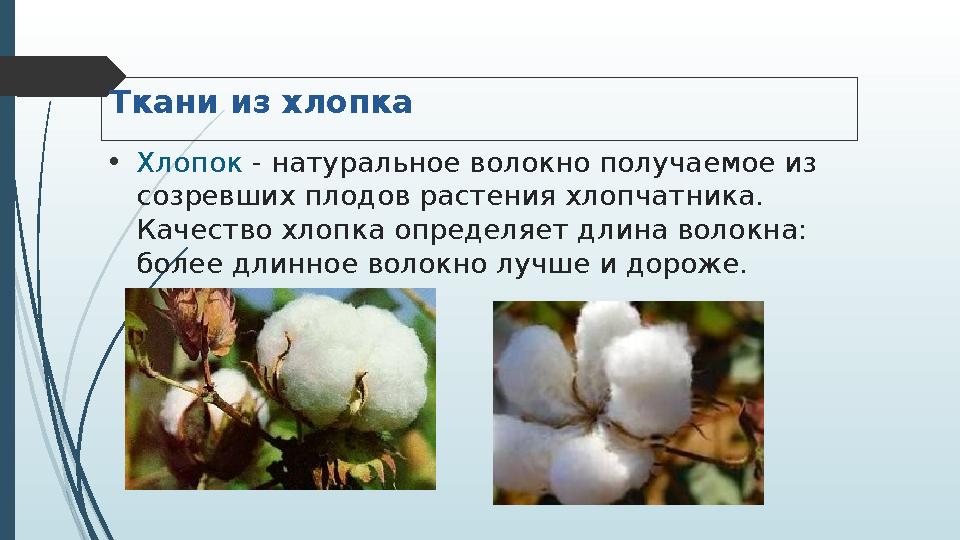 Ткани из хлопка • Хлопок - натуральное волокно получаемое из созревших плодов растения хлопчатника. Качество хлопка определяе