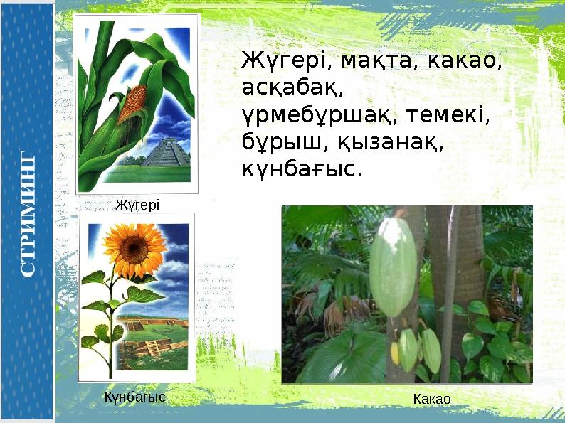 Какао Күнбағыс Жүгері Жүгері, мақта, какао, асқабақ, үрмебұршақ, темекі, бұрыш, қызанақ, күнбағыс.