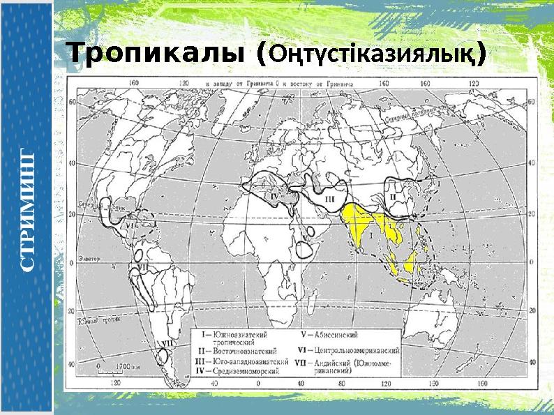 Тропикалы (Оңтүстіказиялық)