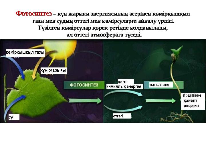 Фотосинтез – күн жарығы энергиясының әсерінен көмірқышқыл газы мен судың оттегі мен көмірсуларға айналу үрдісі. Түзілген көмір