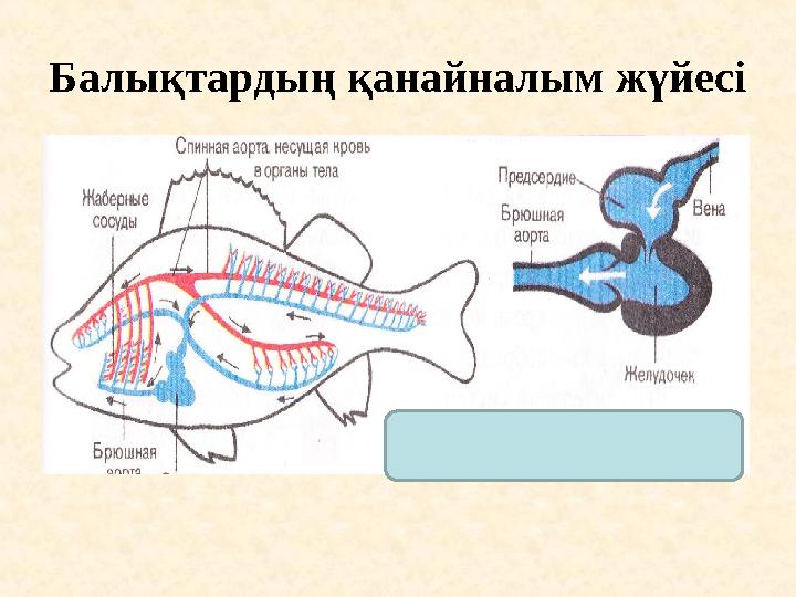 Балықтардың қанайналым жүйесі