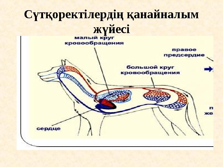 Сүтқоректілердің қанайналым жүйесі