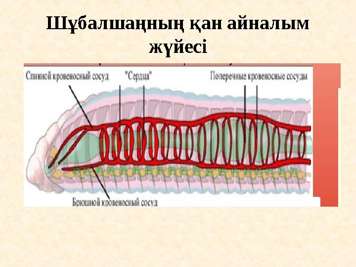 Шұбалшаңның қан айналым жүйесі