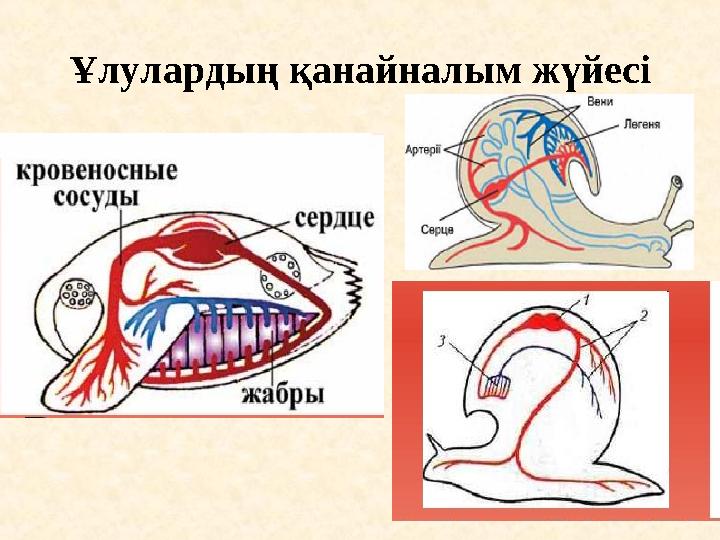 Ұлулардың қанайналым жүйесі