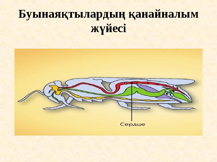 Буынаяқтылардың қанайналым жүйесі