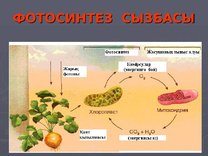 ФОТОСИНТЕЗ СЫЗБАСЫФОТОСИНТЕЗ СЫЗБАСЫ