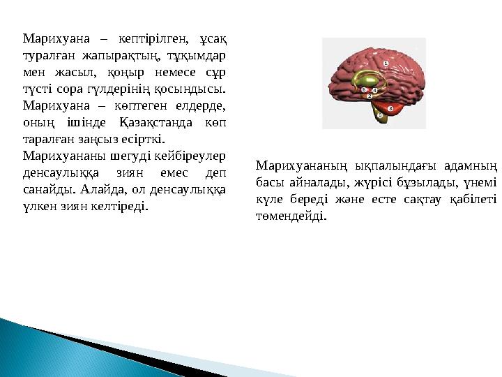 Марихуана – кептірілген, ұсақ туралған жапырақтың, тұқымдар мен жасыл, қоңыр немесе сұр түсті сора гүлдерінің қосындысы. Ма