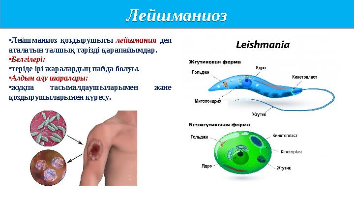 Лейшманиоз Лейшманиоз •Лейшманиоз қоздырушысы лейшмания деп аталатын талшық тәрізді қарапайымдар. •Белгілері: •теріде ірі жар