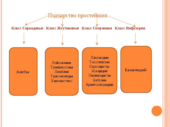 Подцарство простейших Класс Саркодовые Класс Жгутиковые Класс Споровики Класс Инфузории Амебы Лейшмании Трипаносомы Л