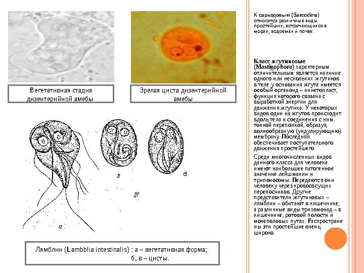 К саркодовым (Sarcodina) относятся различные виды простейших, встречающихся в морях, водоемах и почве. Класс жгутиковые (Mas