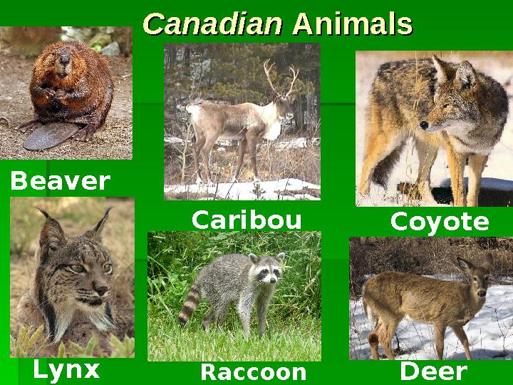 CanadianCanadian Animals Animals Deer Caribou Raccoon Beaver Lynx Coyote