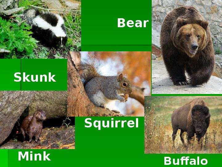 Squirrel Bear Buffalo Skunk Mink