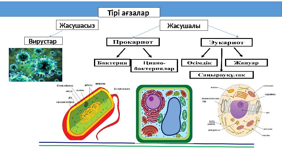 Вирустар Жасушасыз Жасушалы Тірі ағзалар