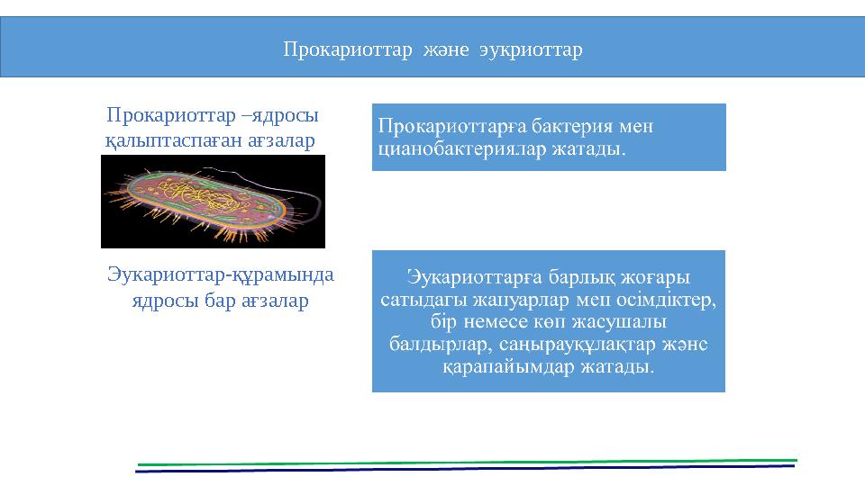 . Прокариоттар және эукриоттар Прокариоттар –ядросы қалыптаспаған ағзалар Эукариоттар-құрамында яд