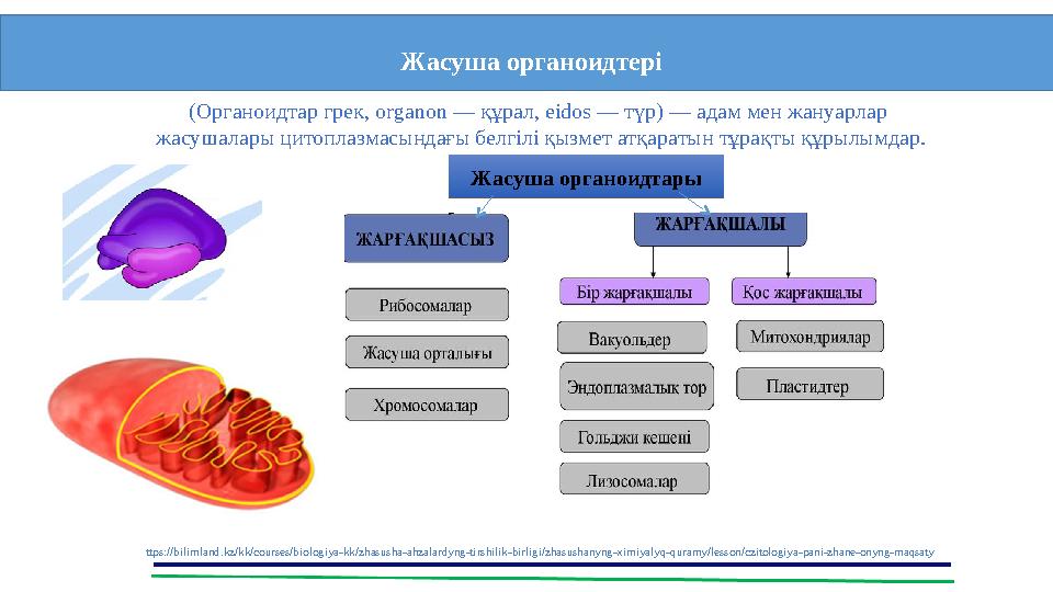 (Органоидтар грек, organon — құрал, еіdos — түр) — адам мен жануарлар жасушалары цитоплазмасындағы белгілі қызмет атқаратын тұ