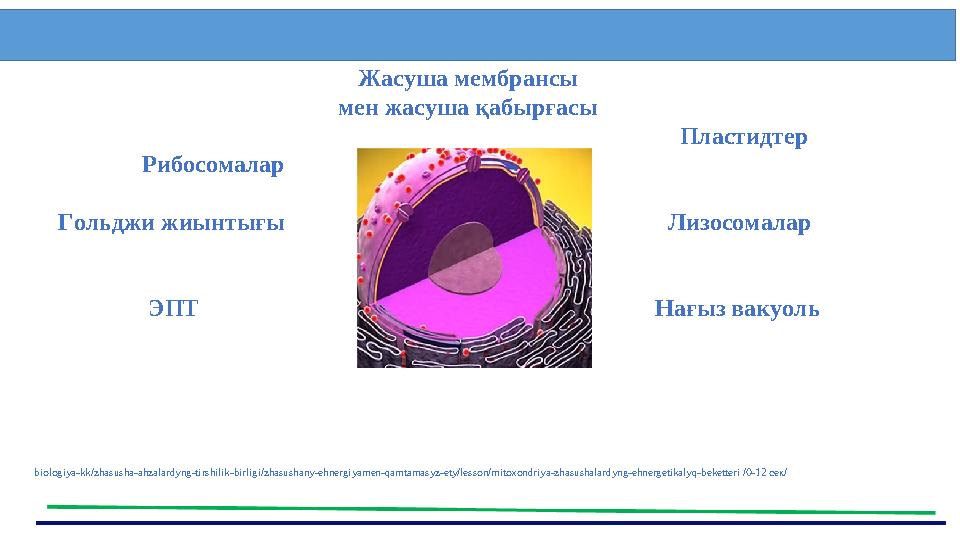 Жасуша мембрансы мен жасуша қабырғасы