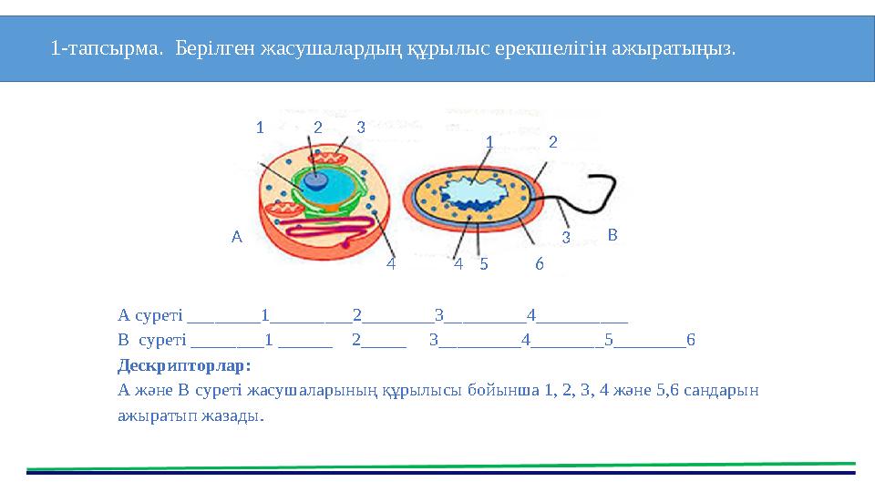 1-тапсырма. Берілген жасушалардың құрылыс ерекшелігін ажыратыңыз. А суреті ________1_________2________3____