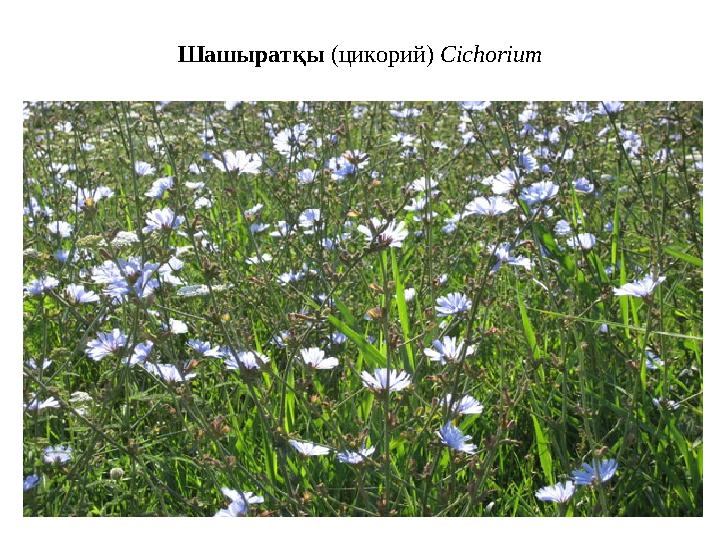 Шашыратқы (цикорий) Cichorium