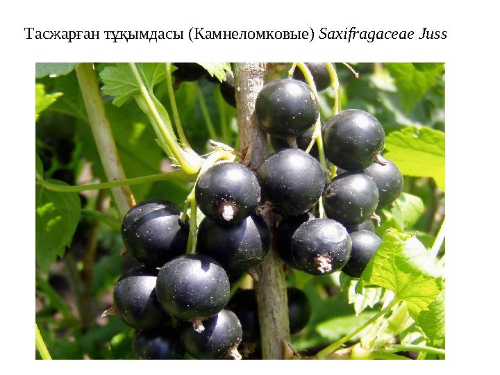 Тасжарған тұқымдасы (Камнеломковые) Saxifragaceae Juss