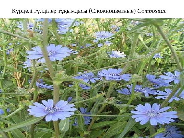 Күрделі гүлділер тұқымдасы (Сложноцветные) Compositae