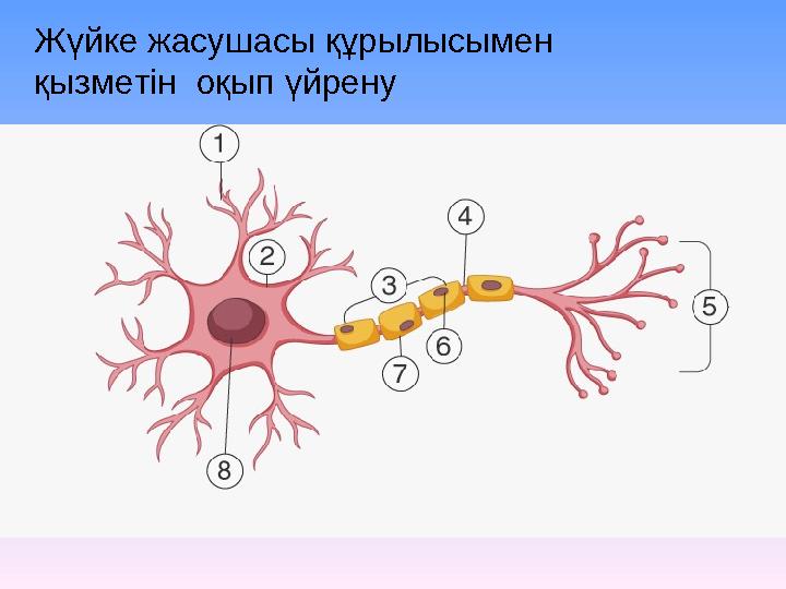 Жүйке жасушасы құрылысымен қызметін оқып үйрену