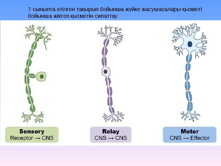 7-сыныпта өтілген тақырып бойынша жүйке жасушасалары қызметі бойынша жіктеп қызметін сипаттау
