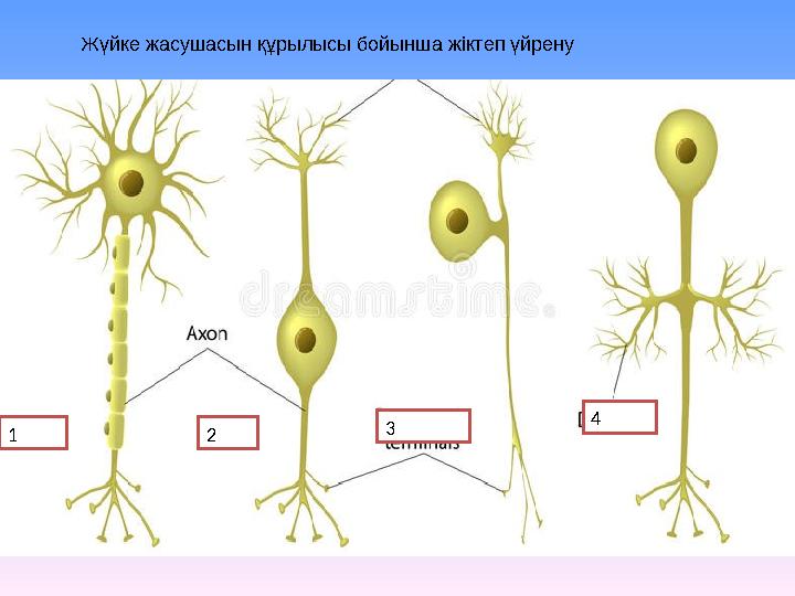 Жүйке жасушасын құрылысы бойынша жіктеп үйрену 1 2 3 4