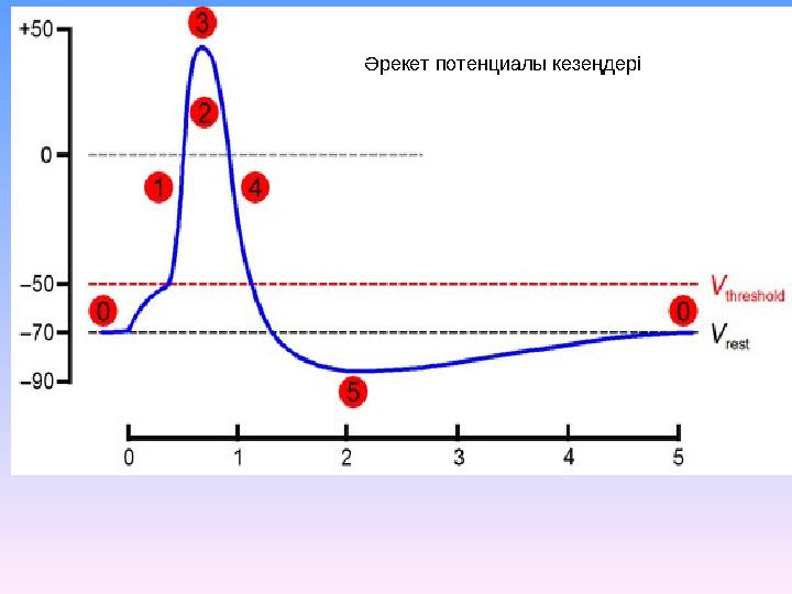 Әрекет потенциалы кезеңдері
