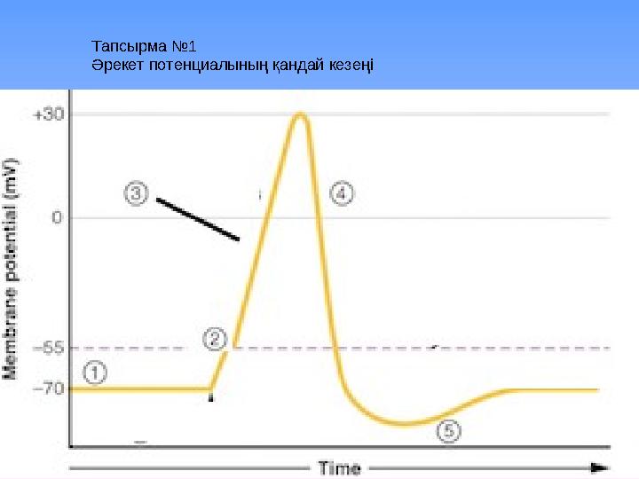 Тапсырма №1 Әрекет потенциалының қандай кезеңі